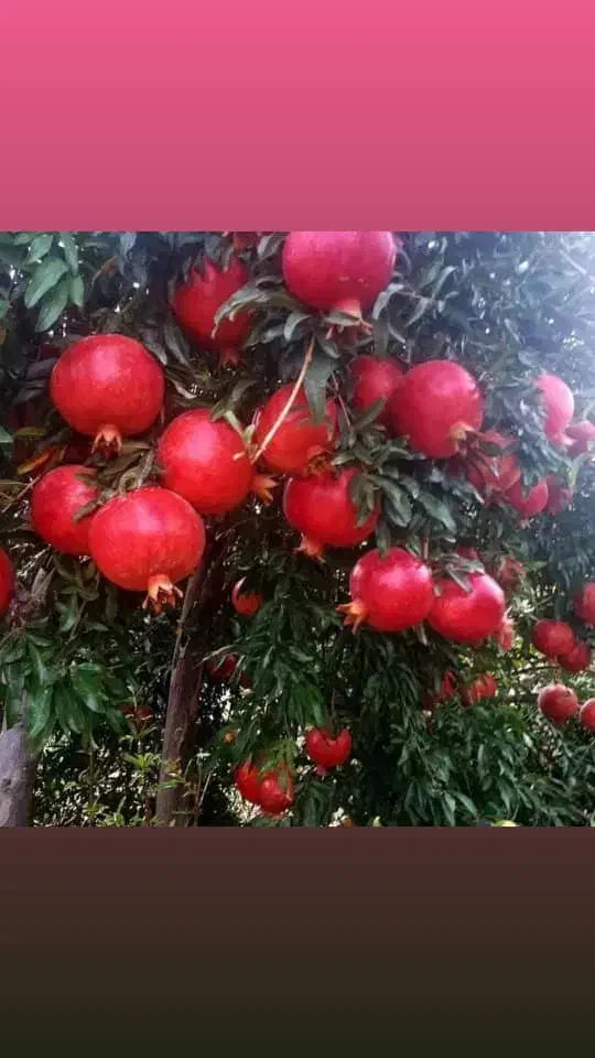 انار دانه مشکی|حراج|داراب, |دیوار