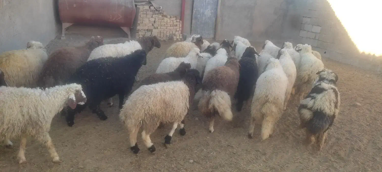 بره ماده|حیوانات مزرعه|ثلاث باباجانی, |دیوار