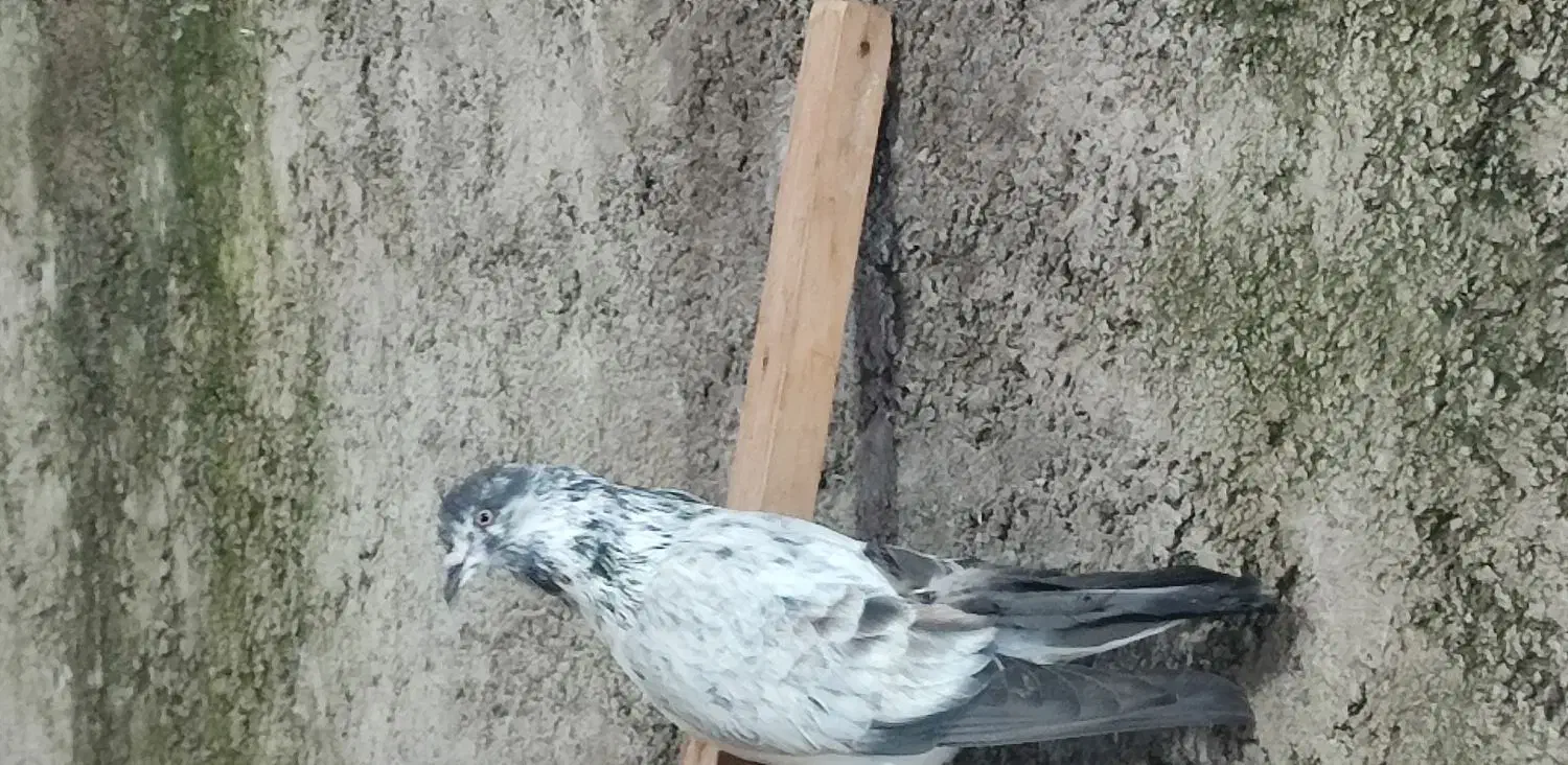 کبوتر غریب گرفته شده|پرنده|احمدسرگوراب, |دیوار