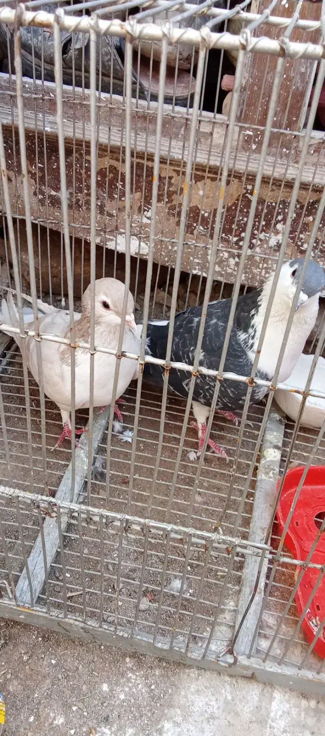 کفتر|پرنده|مشهد, علی آباد|دیوار