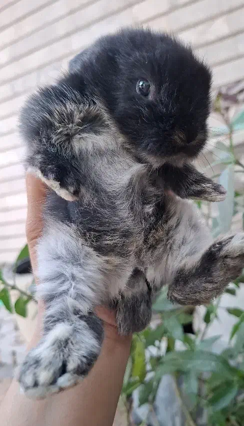 توله خرگوش لوپ|موش و خرگوش|اهواز, کیانپارس |دیوار