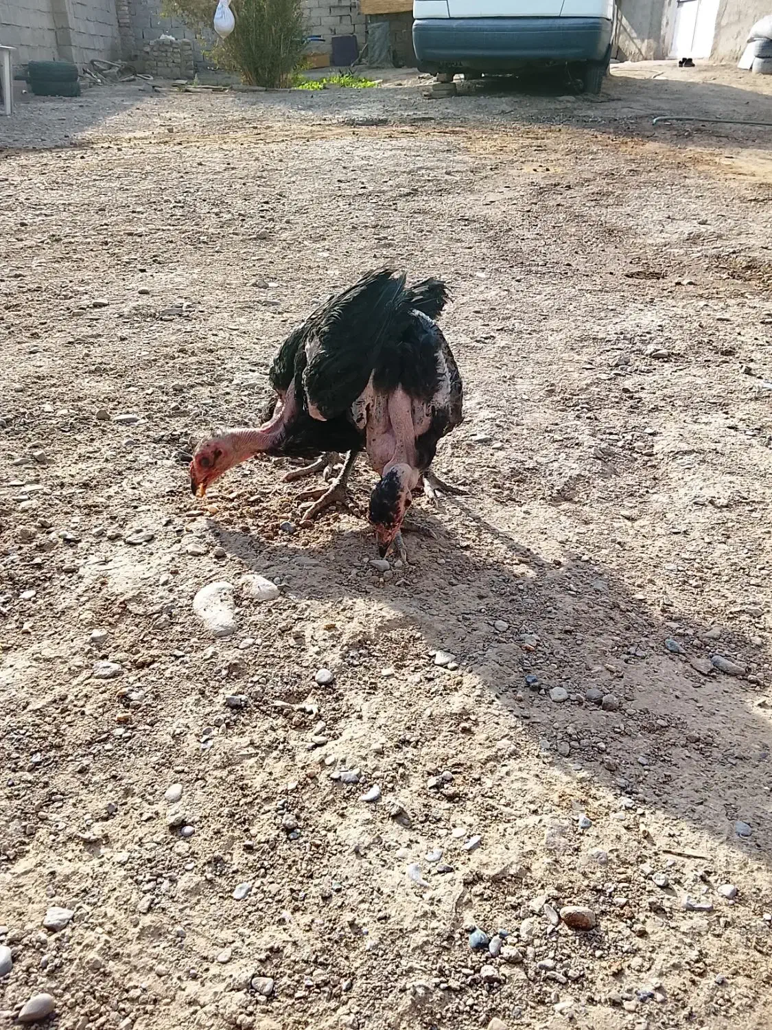 جوجه محلی|حیوانات مزرعه|زابل, |دیوار