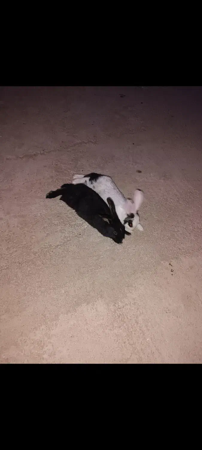 خرگوش اهلی|موش و خرگوش|عطاملک, |دیوار