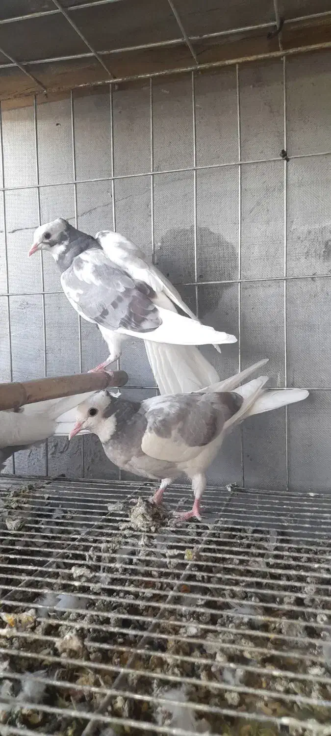 کبوتریاکفتر طوقی|پرنده|قم, خداکرم|دیوار