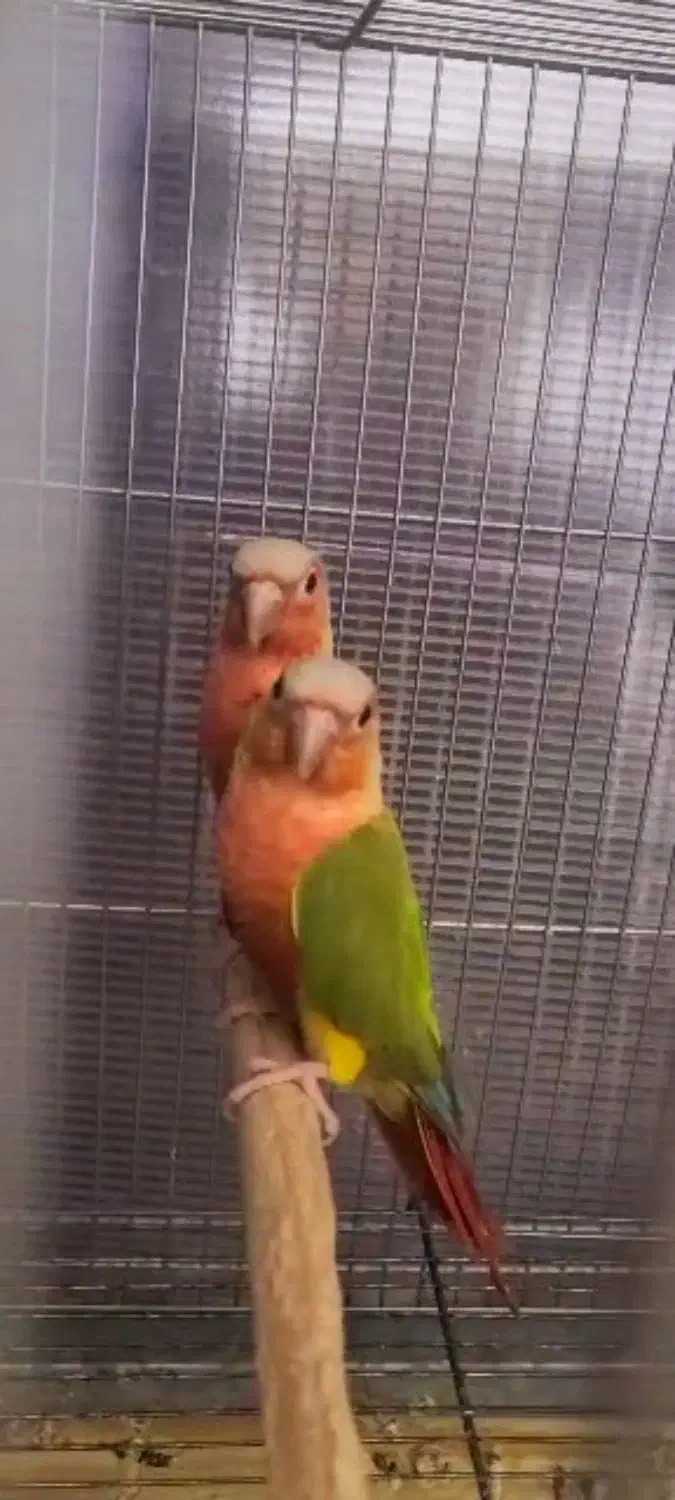 مولد گیرینچیک فول رد|پرنده|تهران, دانشگاه شریف|دیوار