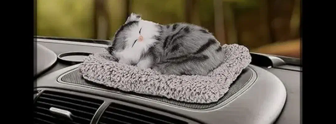 گربه|اسباب‌‌بازی|بجنورد, |دیوار