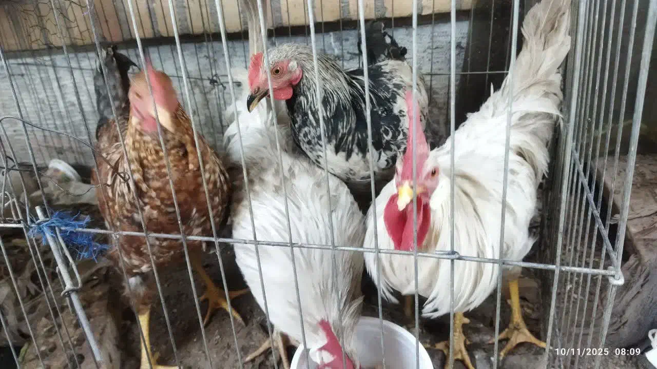 خروس|حیوانات مزرعه|مشهد, شهرک صنعتی توس|دیوار