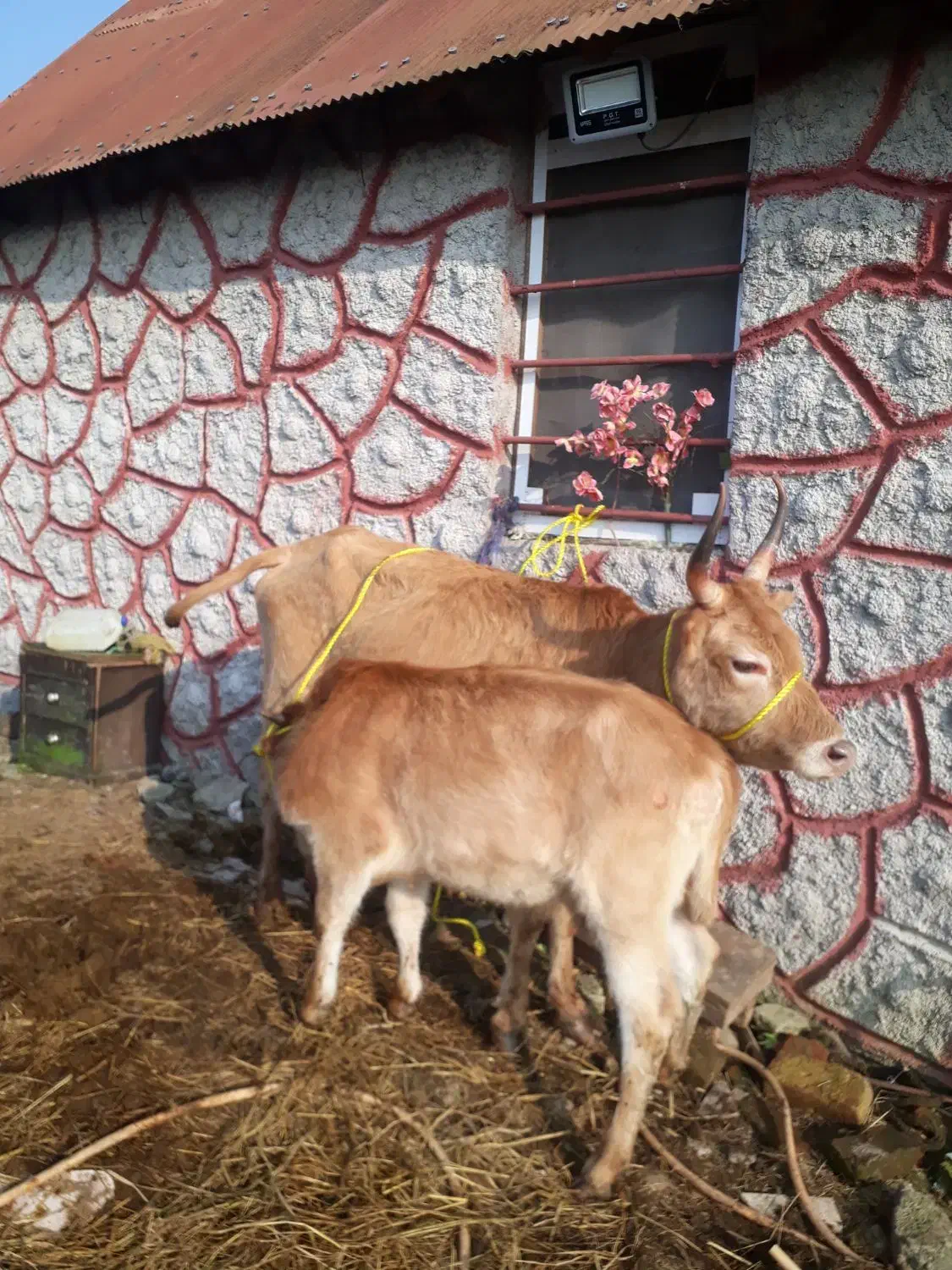 گاو وگوساله ماده چالوسی اصیل     لیشه ورزا|حیوانات مزرعه|رشت, حومه رشت|دیوار