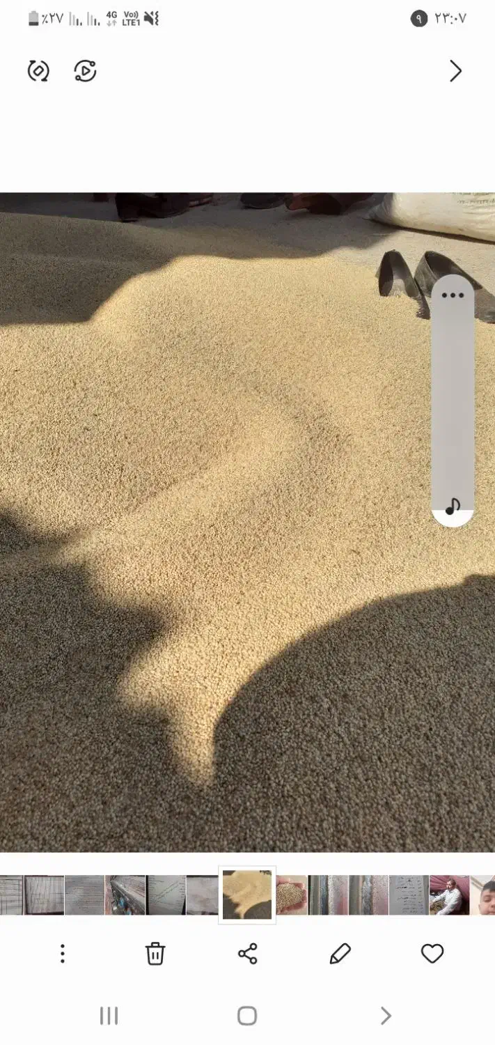 فروش ارزن|عمده‌فروشی|کوهدشت, |دیوار