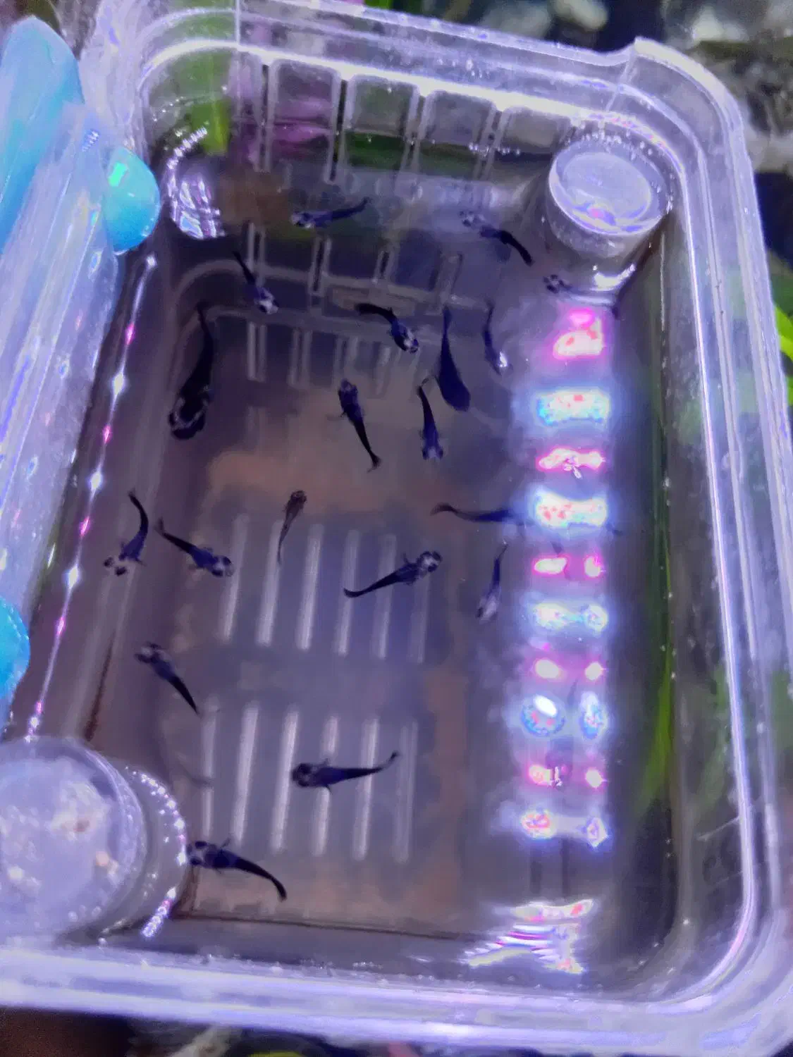 ماهی خوشگل اکواریوم|ماهی|اراک, |دیوار