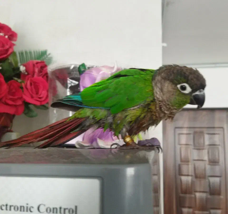 پرنده گرینچیک|پرنده|سبزوار, فرهنگیان|دیوار