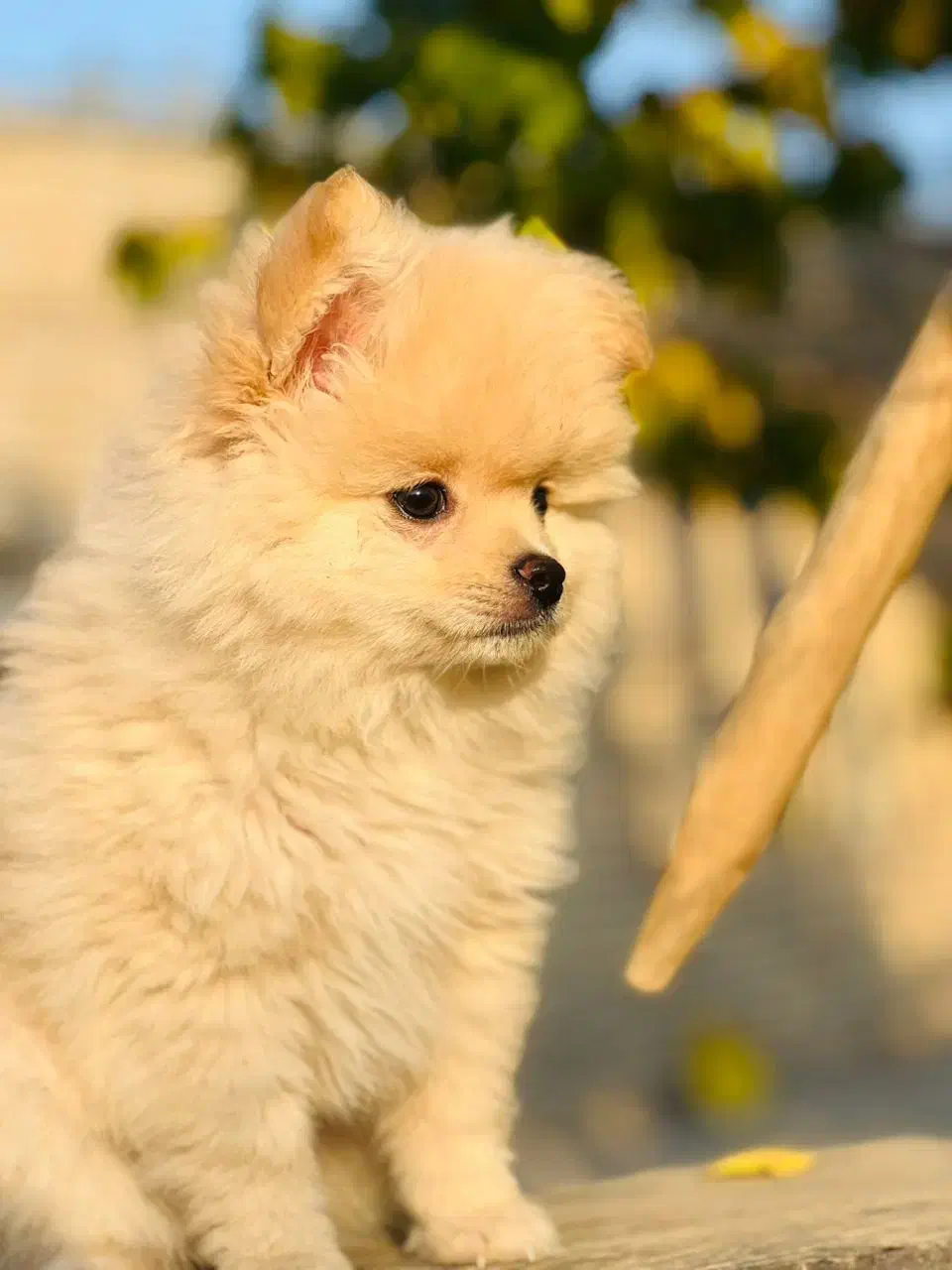 عروسکی|سگ|ارومیه, |دیوار