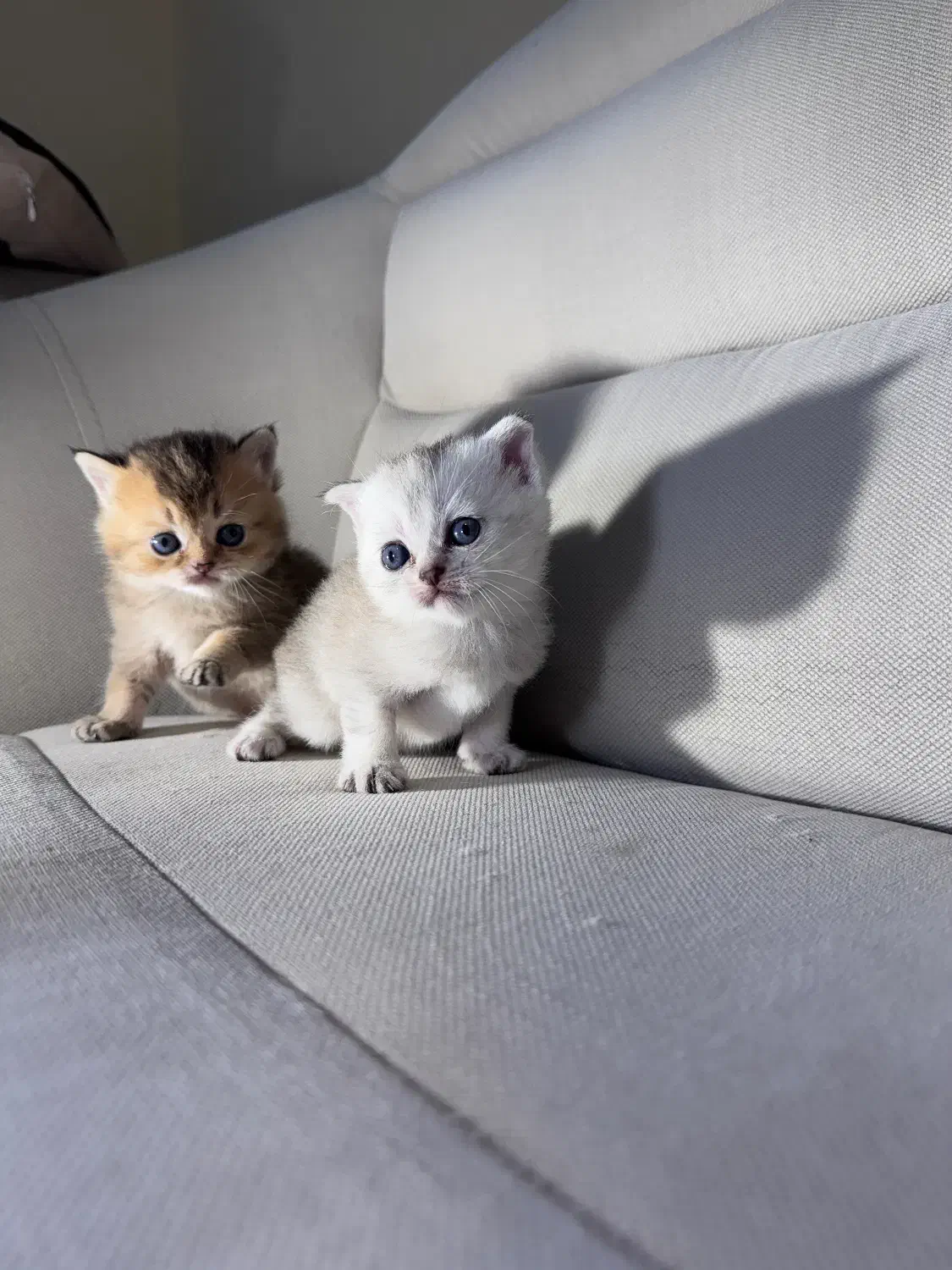 اسکاتیش و بریتیش|گربه|رشت, گلسار|دیوار