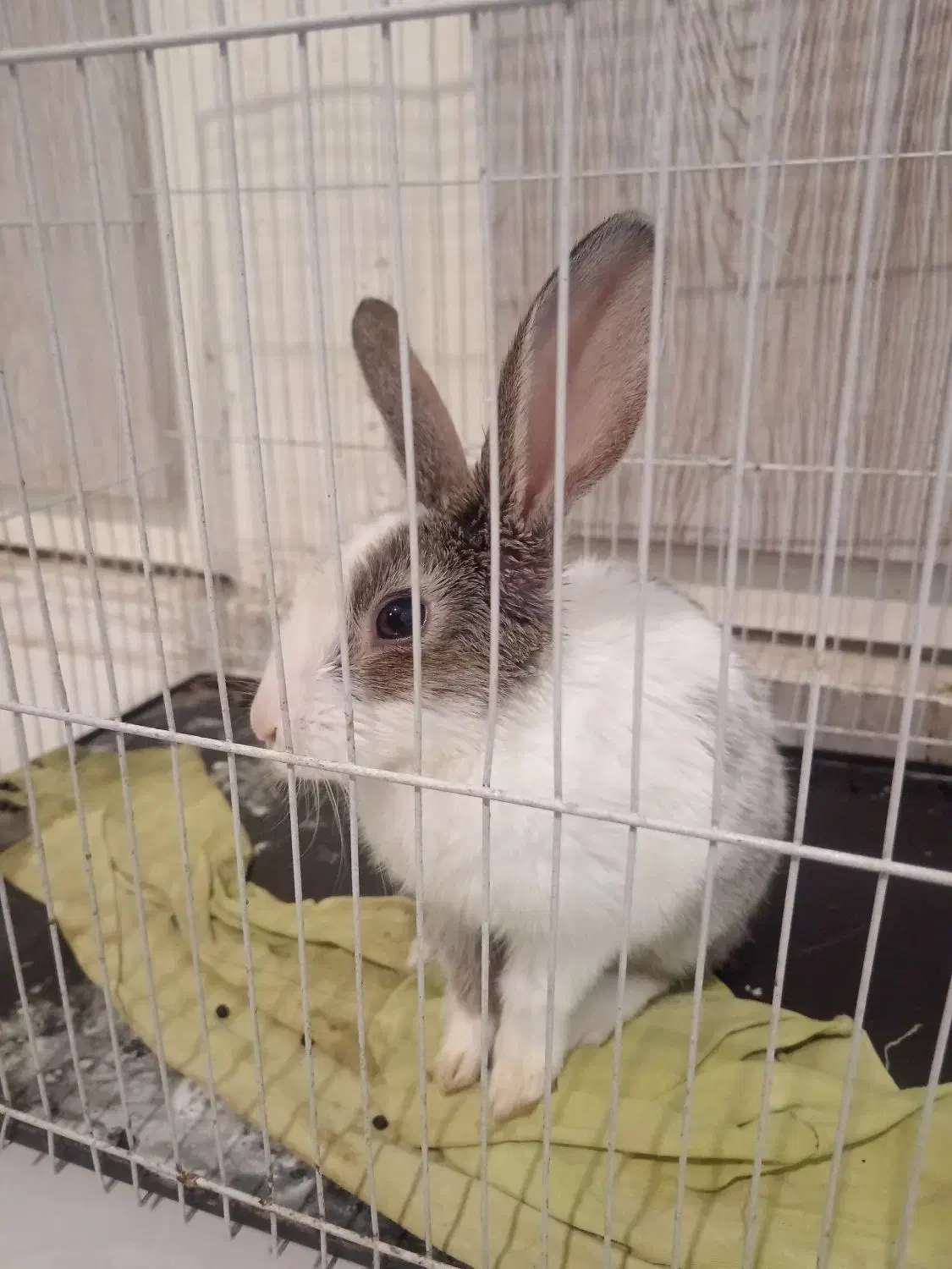 حیوان خانگی|موش و خرگوش|سبزوار, قدس|دیوار