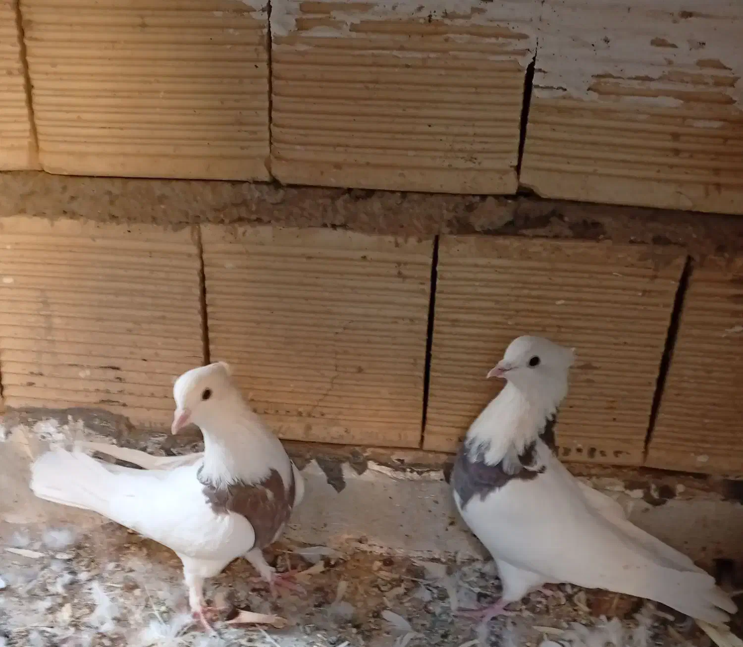 کبوتر طوقی.|پرنده|خمینی‌شهر, |دیوار