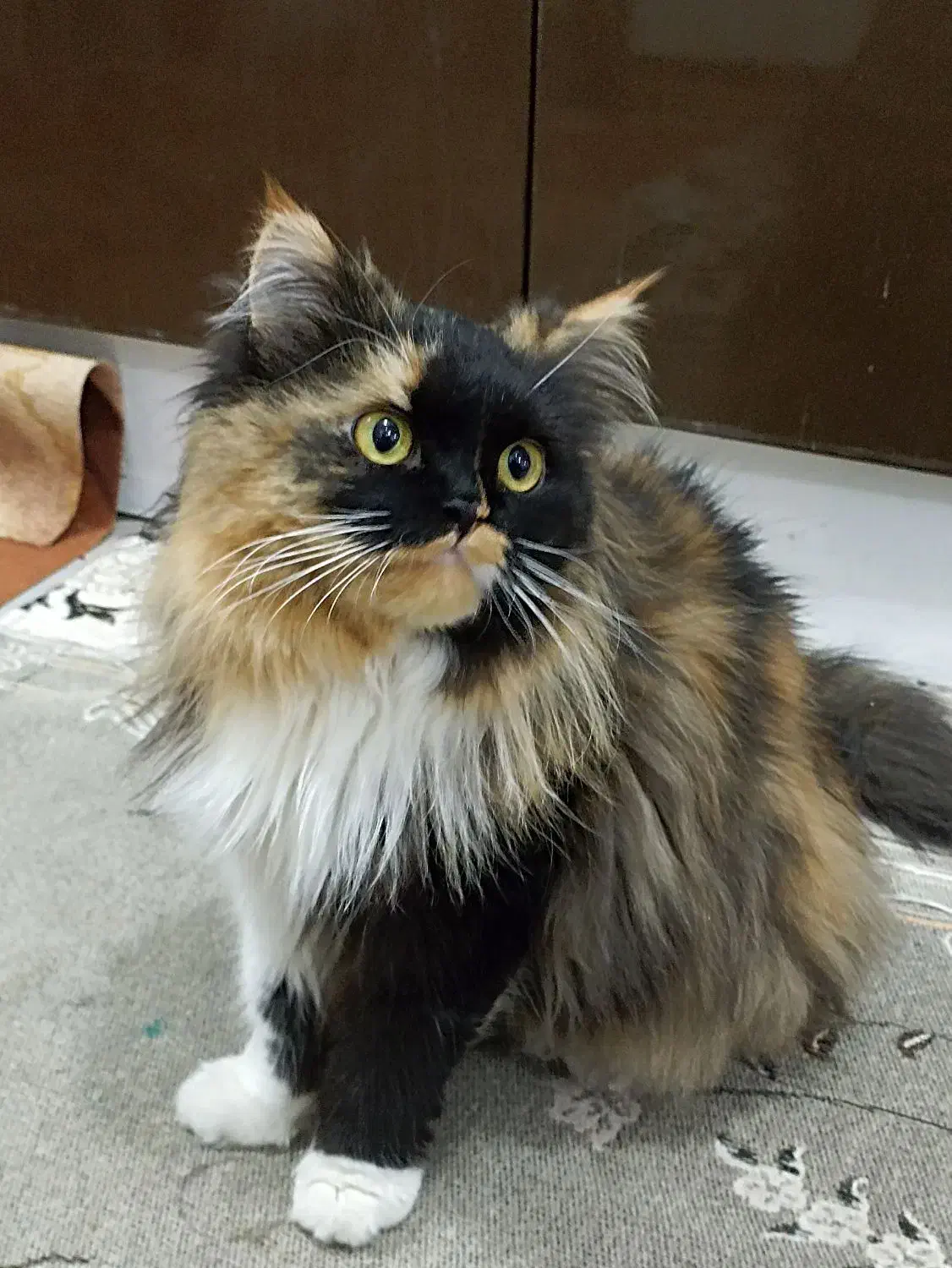 گربه پرشین ماده دارای شناسنامه پزشکی کاملآ دستی|گربه|بندر گناوه, |دیوار