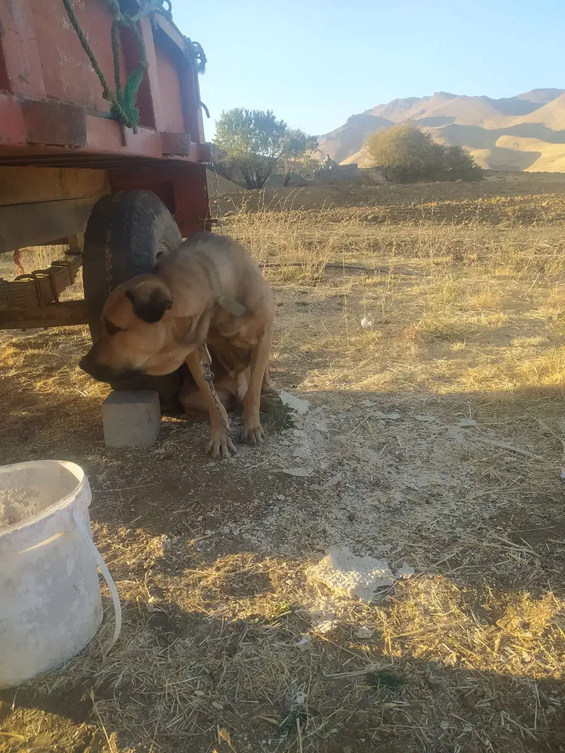 سگ .|حیوانات|حسین آباد, |دیوار