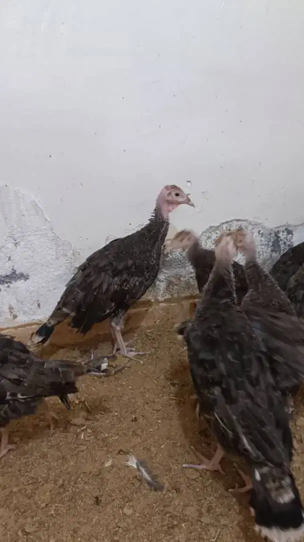 جوجه بوقلمون  2.5 ماهه و 3 ماهه در آبادان|حیوانات مزرعه|اهواز, امانیه|دیوار