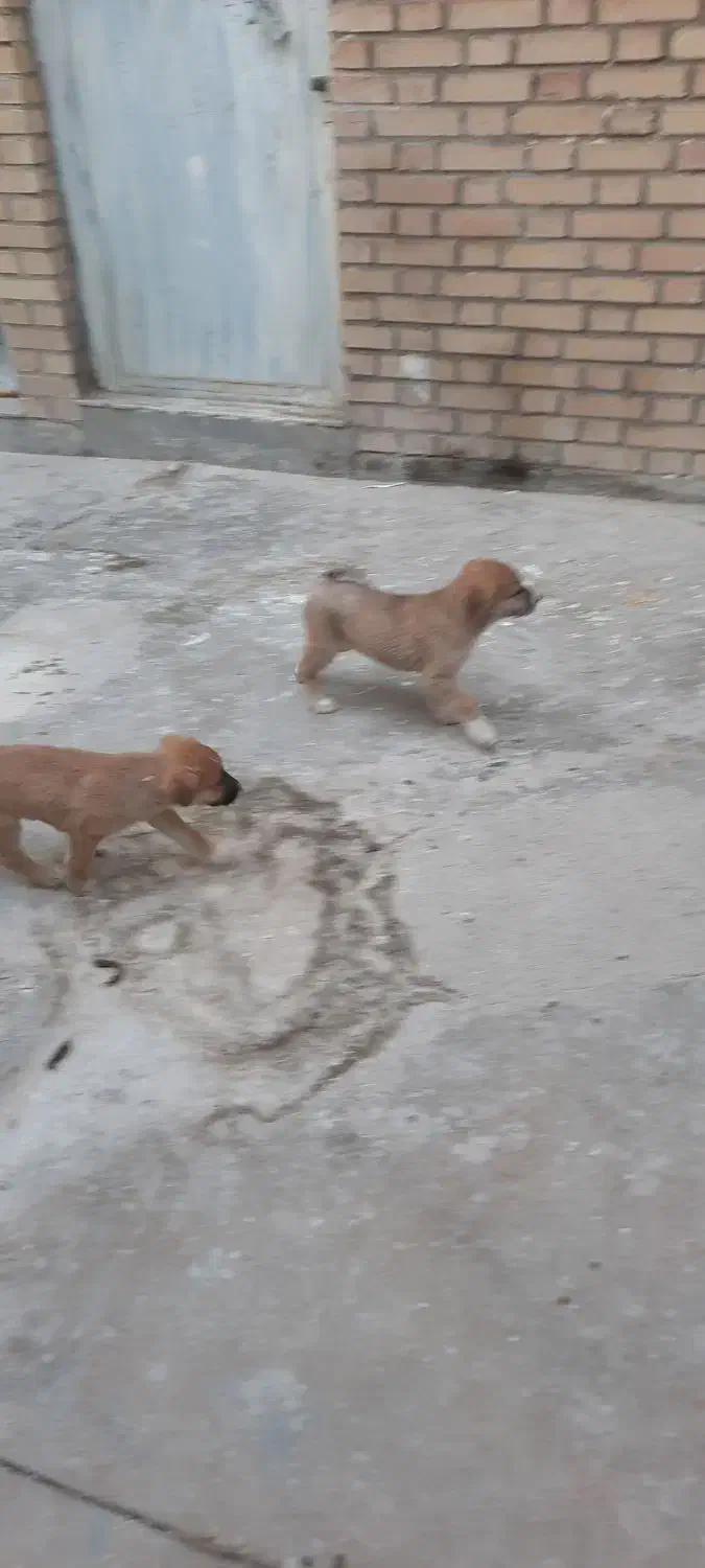 توله ژرمن شپرد|سگ|پاکدشت, پاکدشت (مامازند)|دیوار