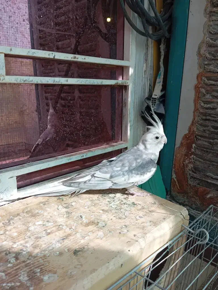 عروس هلندی نر|پرنده|زرقان, |دیوار