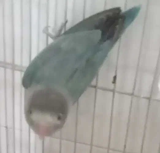 طوطی برزیلی مولد|پرنده|کرمانشاه, |دیوار