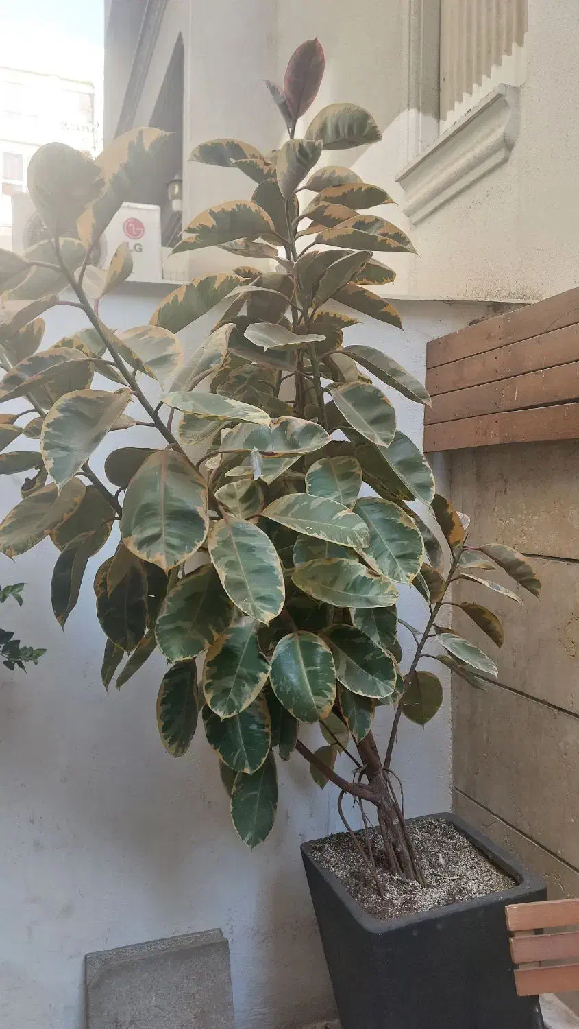 گل خونگی|گل و گیاه طبیعی|تهران, تجریش|دیوار