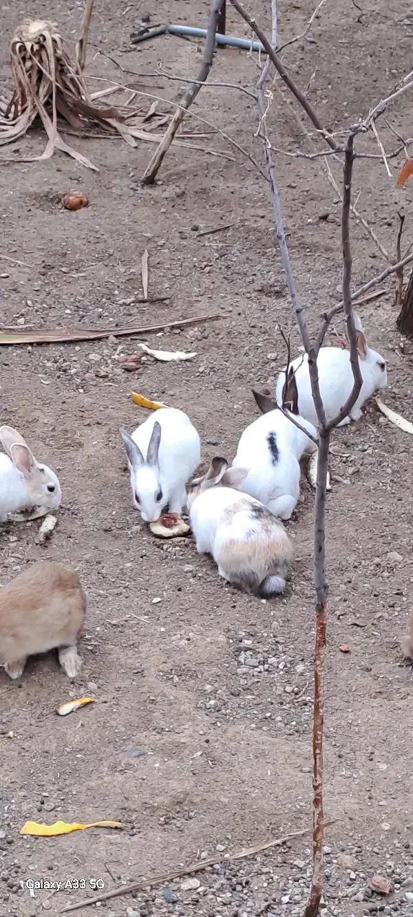 خرگوش اهلی|موش و خرگوش|گرمی, |دیوار