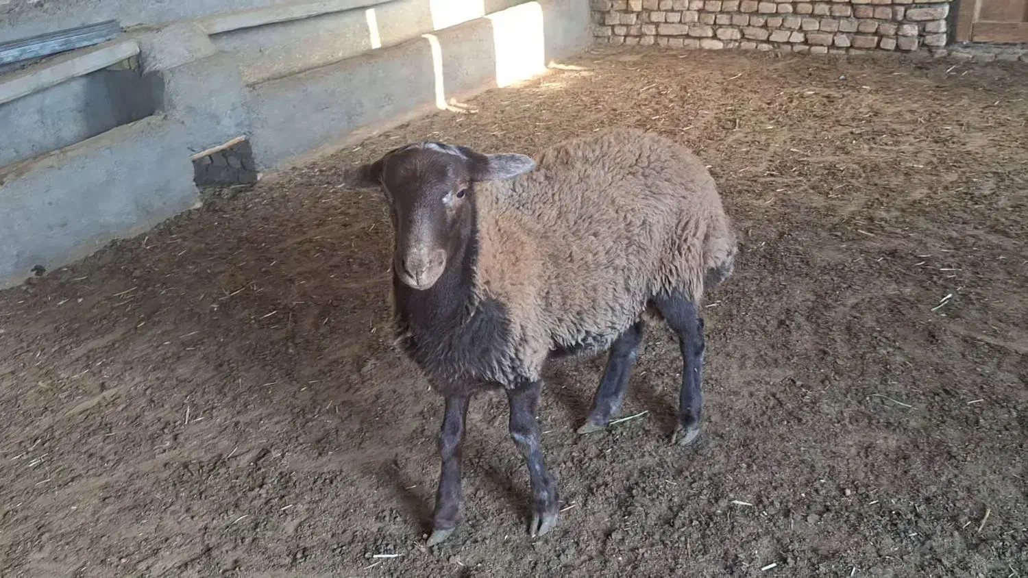 بره قوچ همو و هترو|حیوانات مزرعه|اسفراین, |دیوار