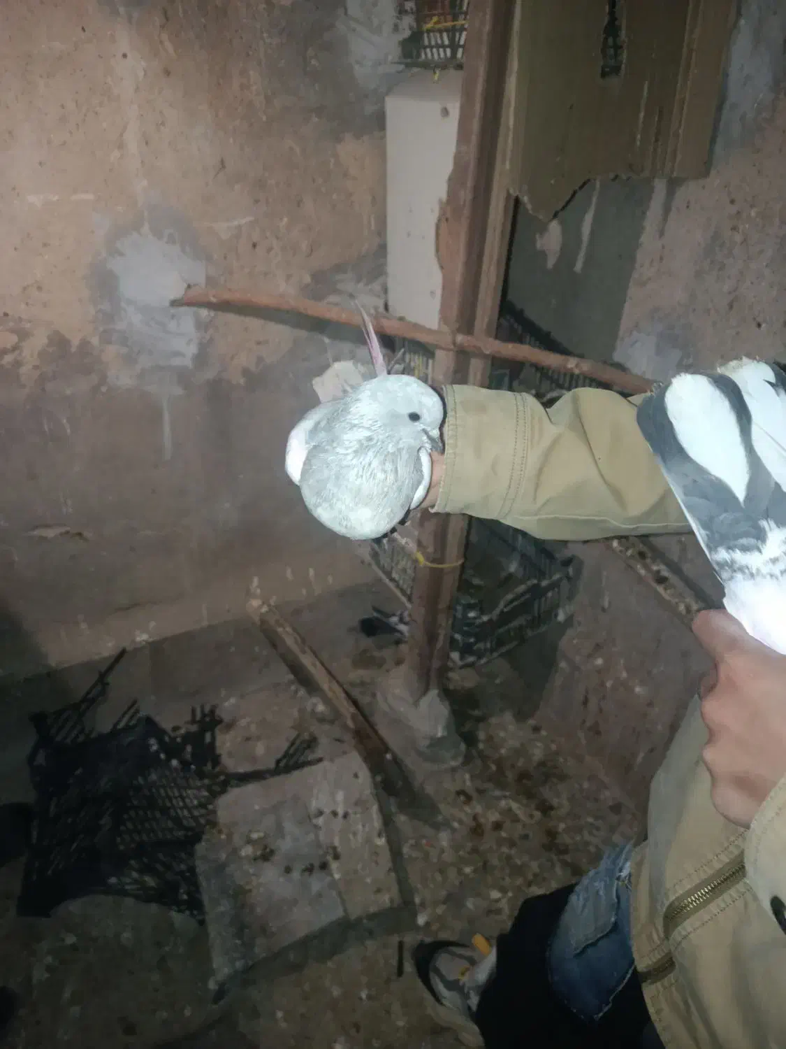 کبوتر  پاکستانی|پرنده|چرداول, |دیوار