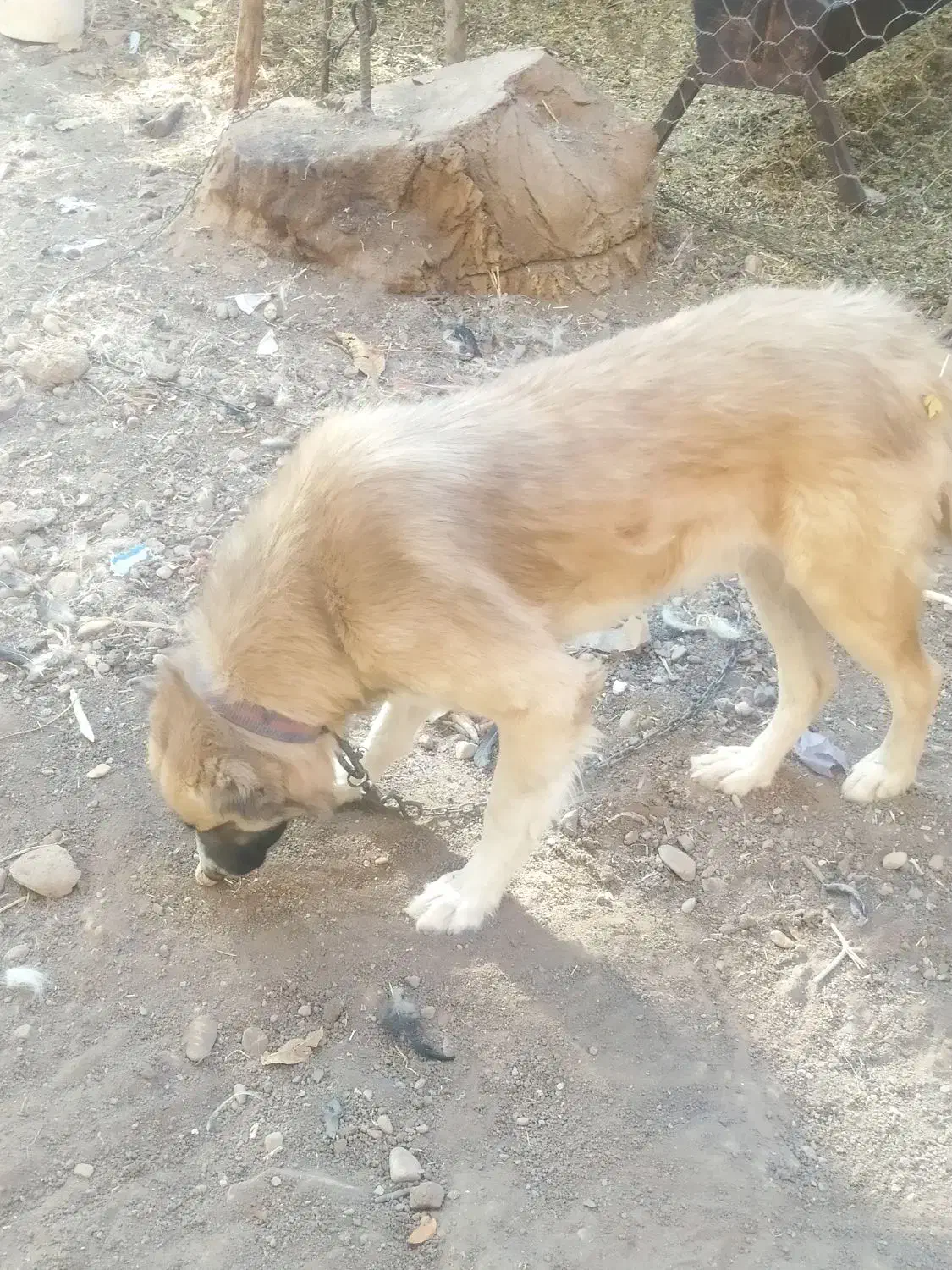 سگ پاکستانی|سگ|الشتر, |دیوار