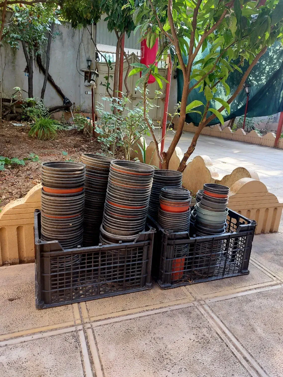 گلدان نشایی|گل و گیاه طبیعی|مینودشت, |دیوار