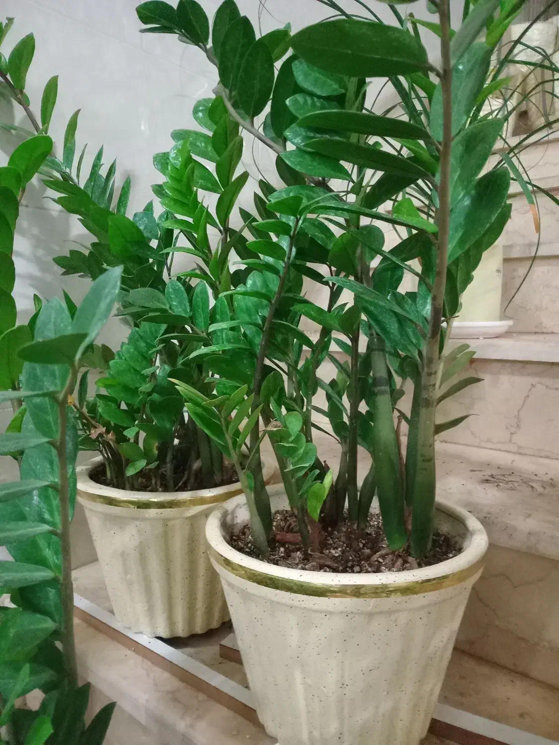 گل فروشی|گل و گیاه طبیعی|فلاورجان, |دیوار