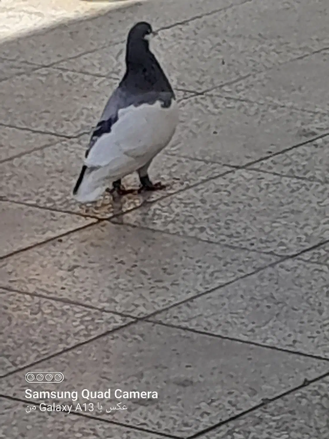 چب سبز|پرنده|شیراز, ماه فیروزان|دیوار