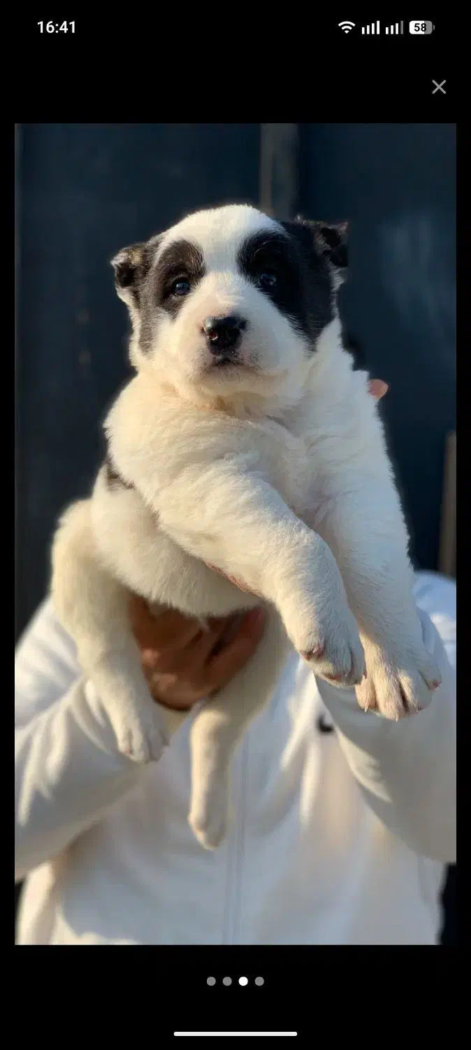 توله گلدن و آلابای|سگ|فردیس, قریشی|دیوار