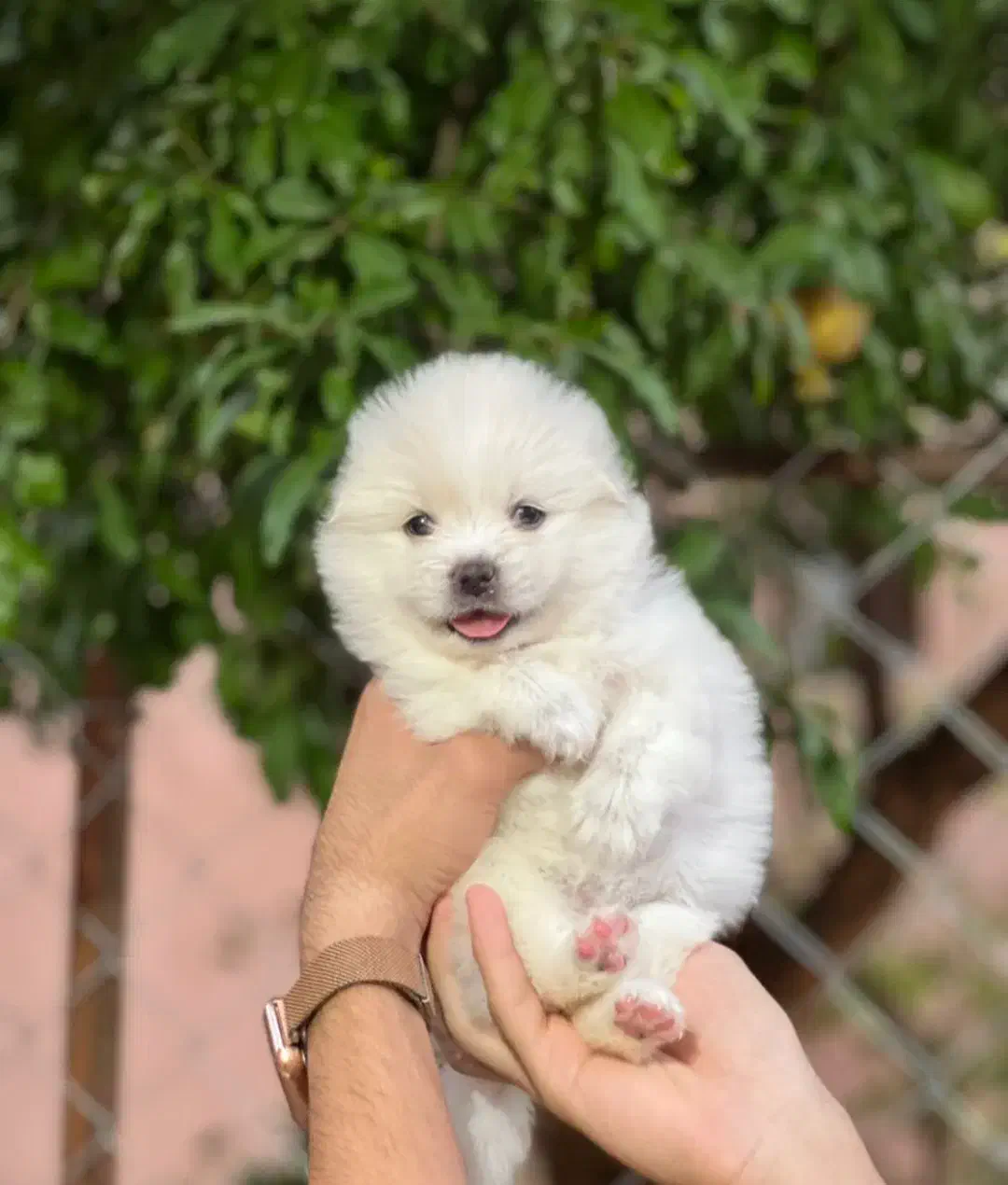 توله پامر سفید|سگ|شیراز, آبزنگی|دیوار