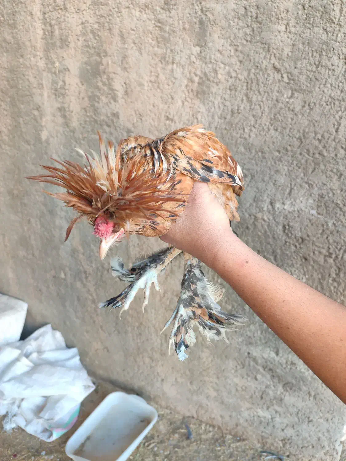 خروس سلطان|حیوانات مزرعه|کاشان, آیت الله سعیدی|دیوار