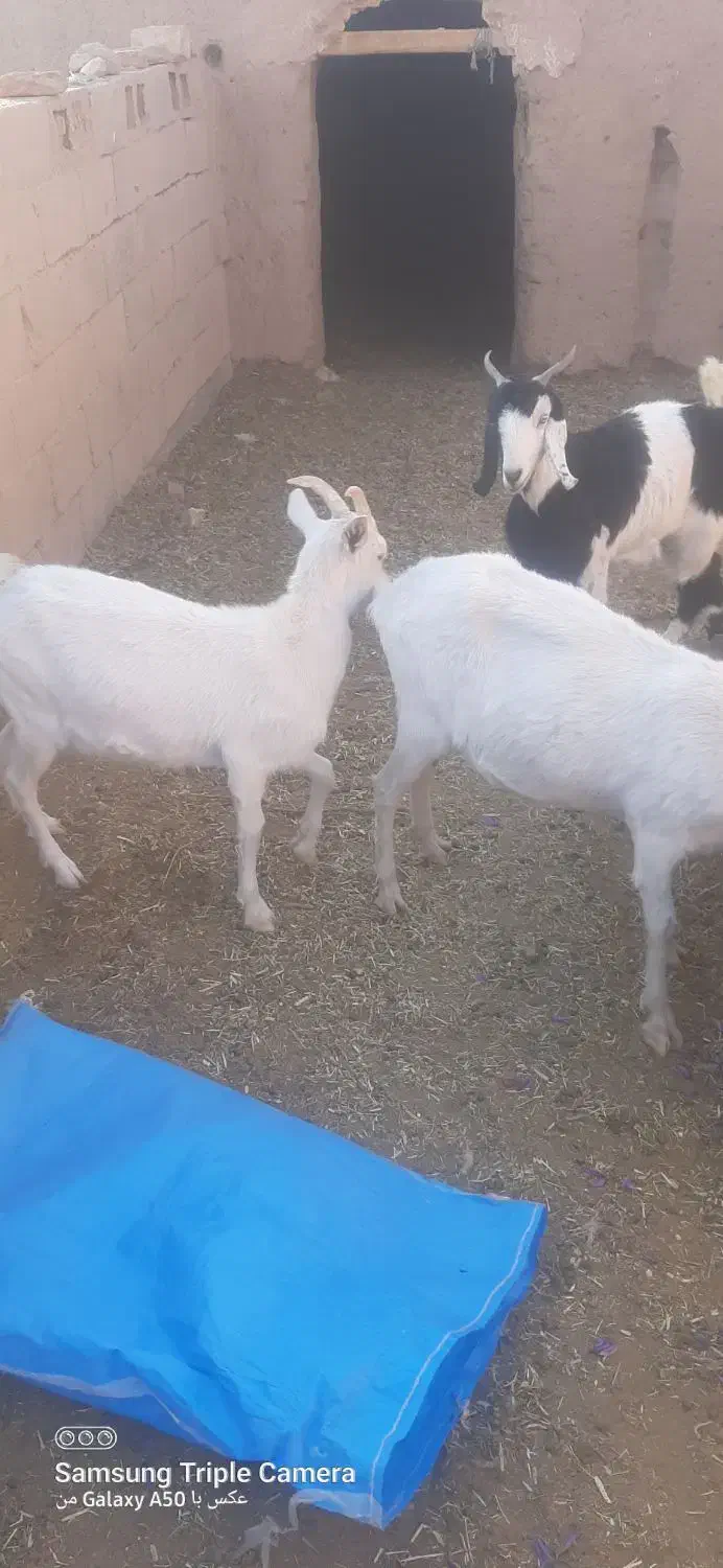 بزغاله ماده سانن فروشی|حیوانات مزرعه|سده (خراسان جنوبی), |دیوار