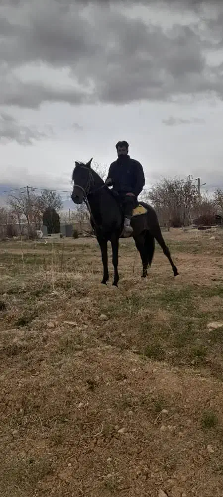 اسب|اسب و تجهیزات اسب‌سواری|داران, |دیوار