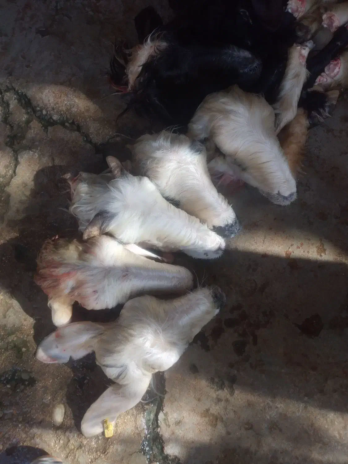 جگر و کله پاچه وچرب روده تازه|خوردنی و آشامیدنی|مسجد سلیمان, |دیوار