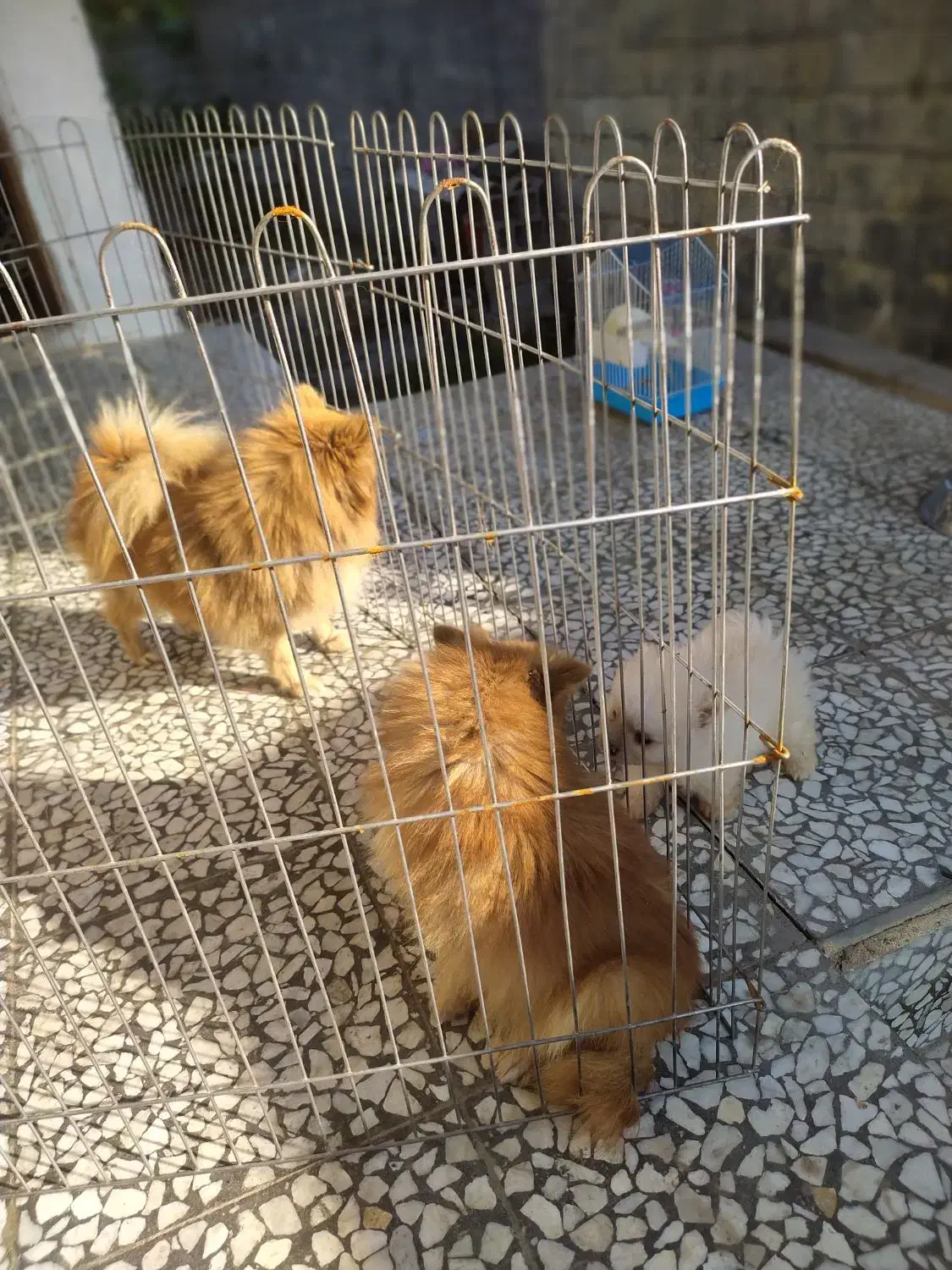 پامرانین ماده دو قلاده|سگ|محمودآباد, |دیوار