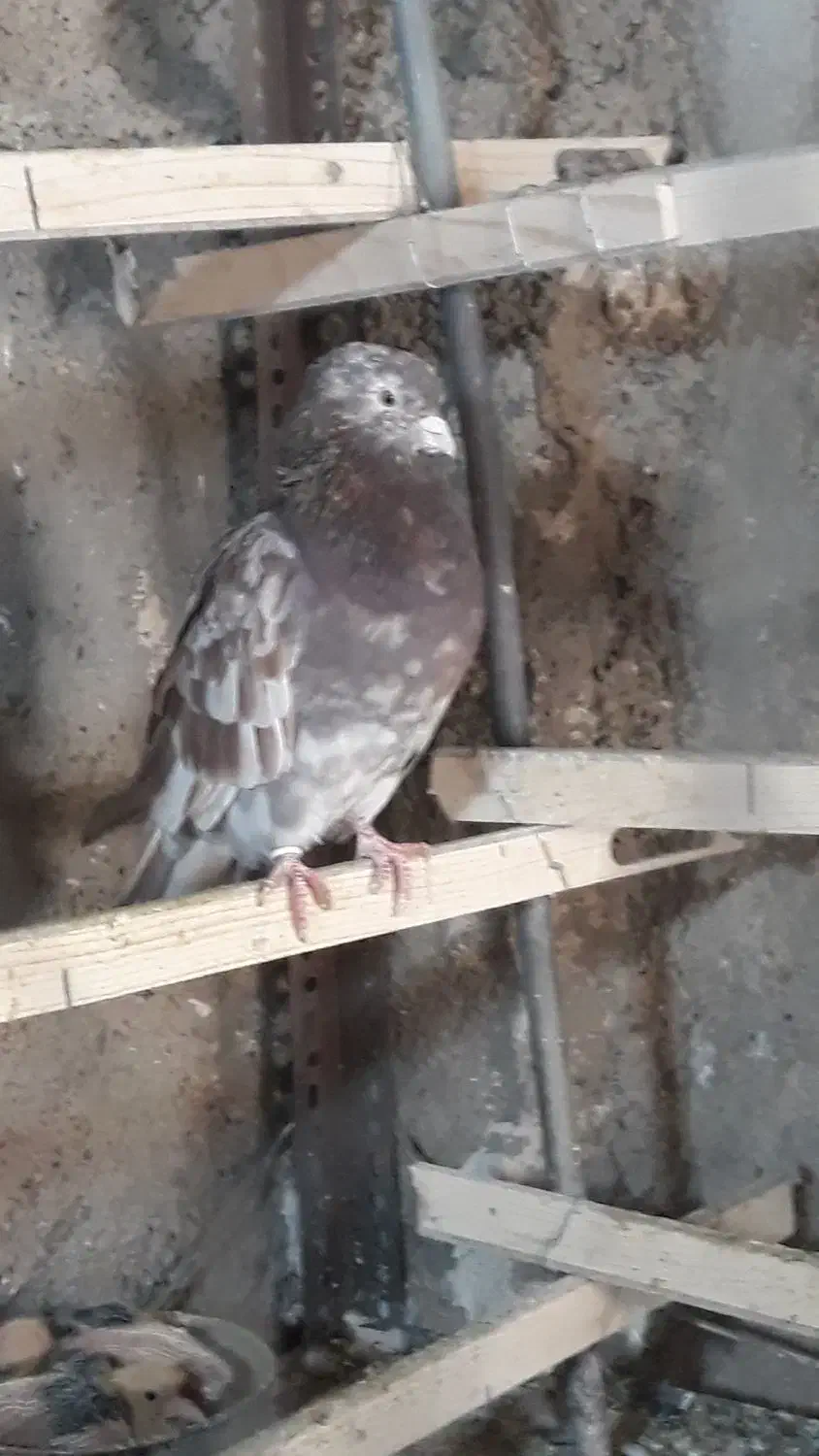 مایه کفتر|پرنده|قرچک, شهرک الحدید|دیوار