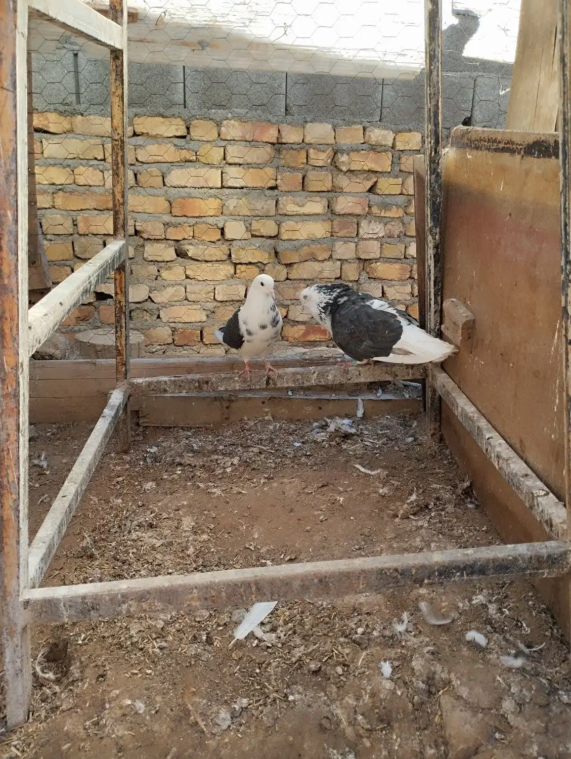 گمشده|پرنده|فرمهین, |دیوار