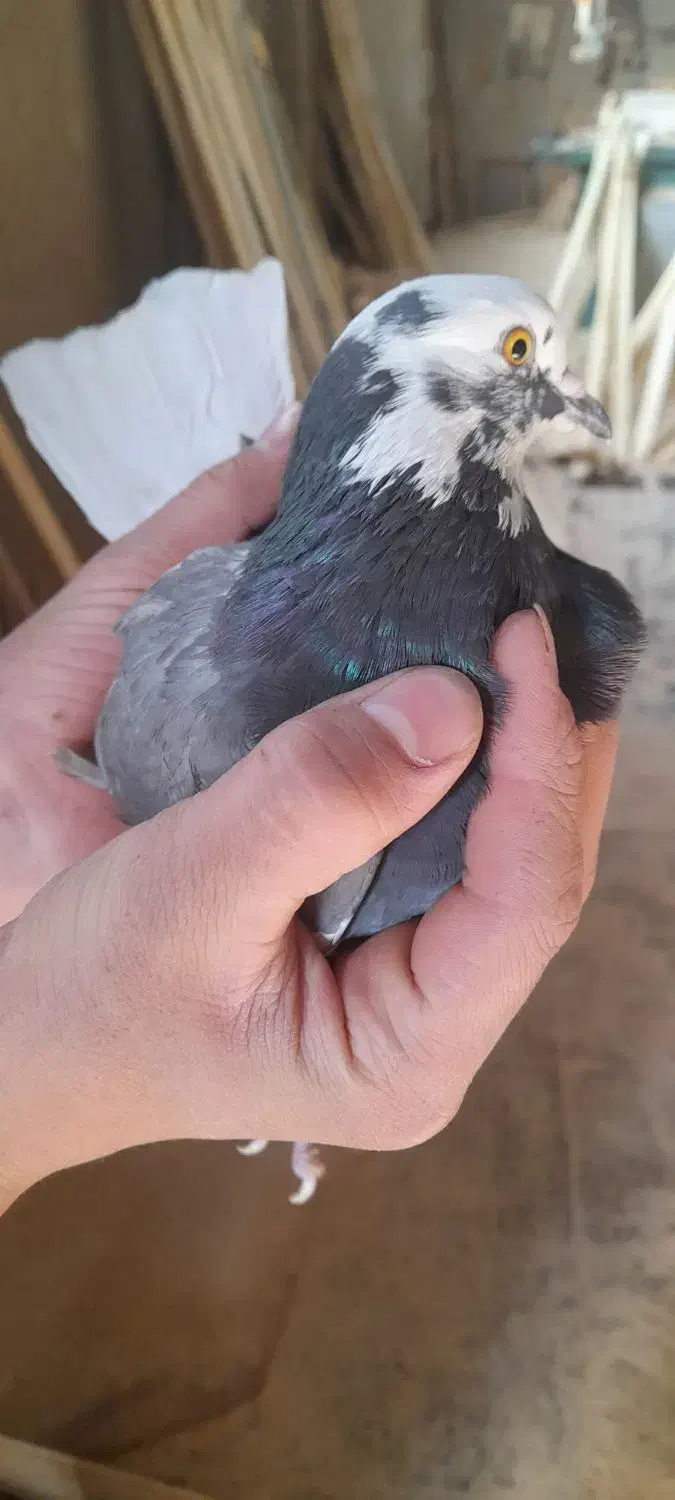 کفتر قلاقی،کله دوم ویک جفت هوایی|پرنده|ملایر, |دیوار