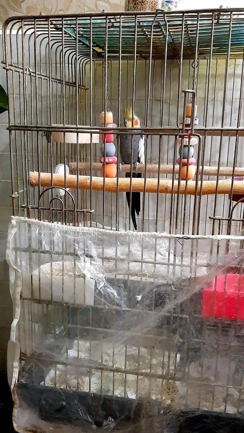 عروس هلندی|پرنده|نجفآباد, رجایی شمالی|دیوار