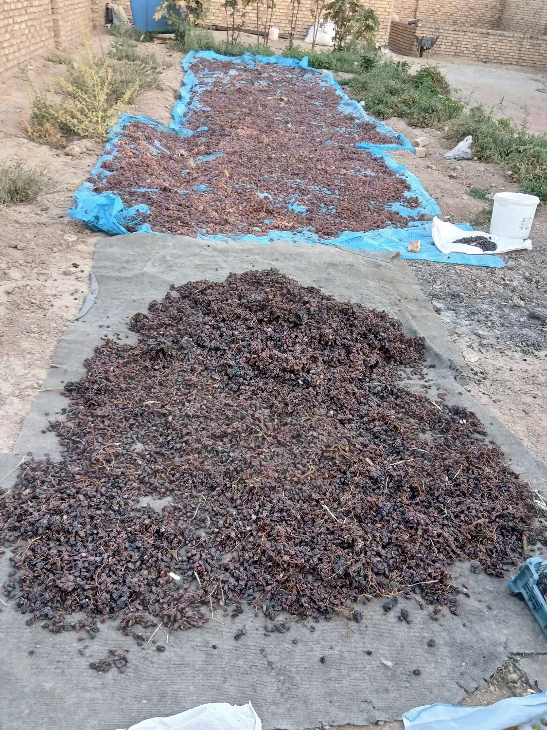 کشمش مویز،بیدانه،یاقوتی|خوردنی و آشامیدنی|زرندیه, |دیوار