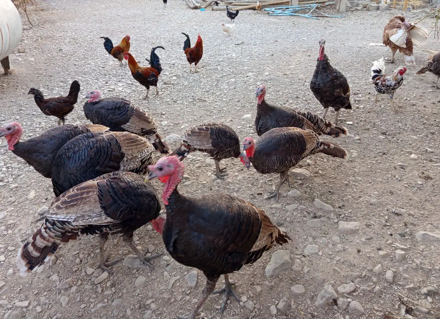 فروش تعدادی مرغ و خروس کردی بوقلمون کردی|حیوانات مزرعه|گیلان غرب, |دیوار