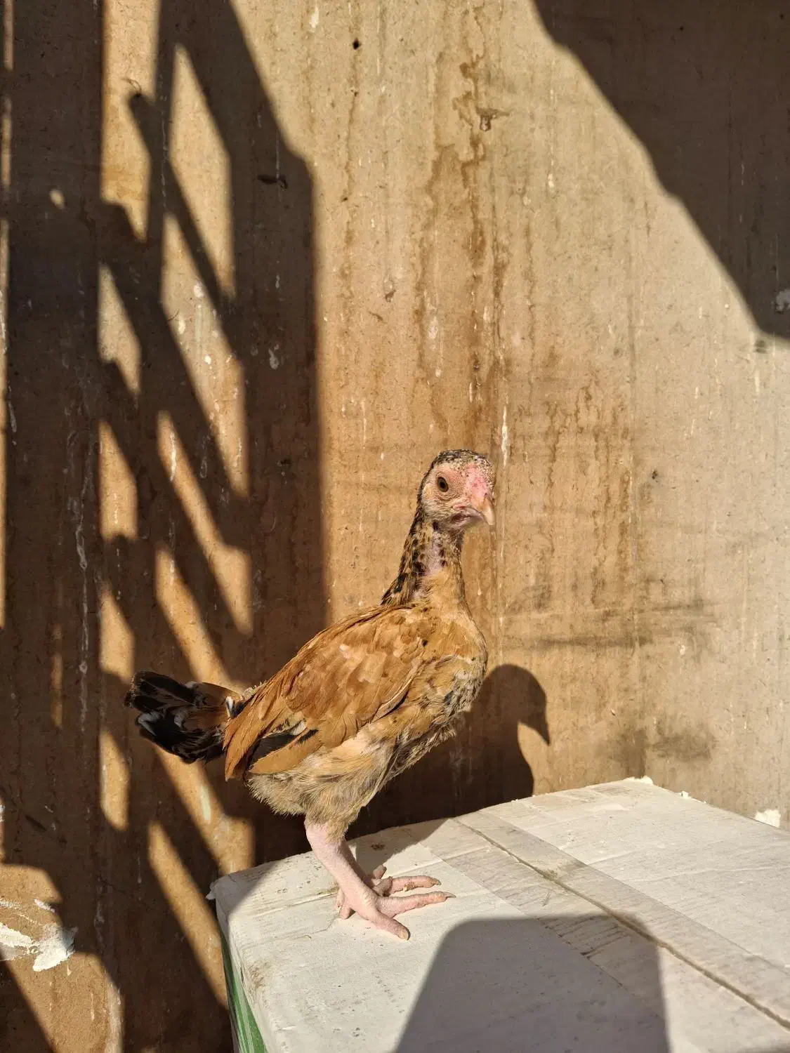 جوجه مرغ و خروس لاری کوشامو.مینیاتوری.|حیوانات مزرعه|مشهد, شهید بهشتی|دیوار