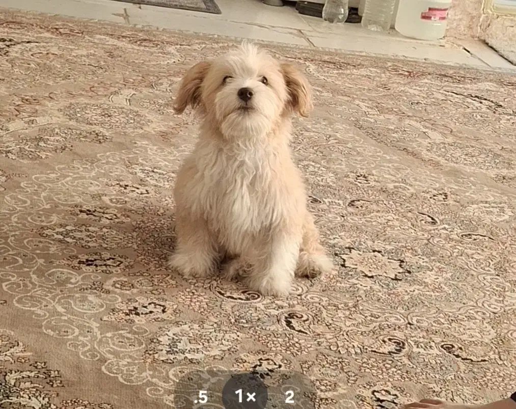 سگ شیتزو|سگ|خمینی‌شهر, |دیوار