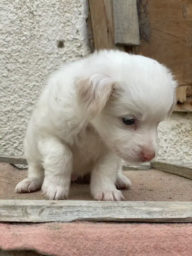 سگ شیتزو|سگ|کنارک, |دیوار