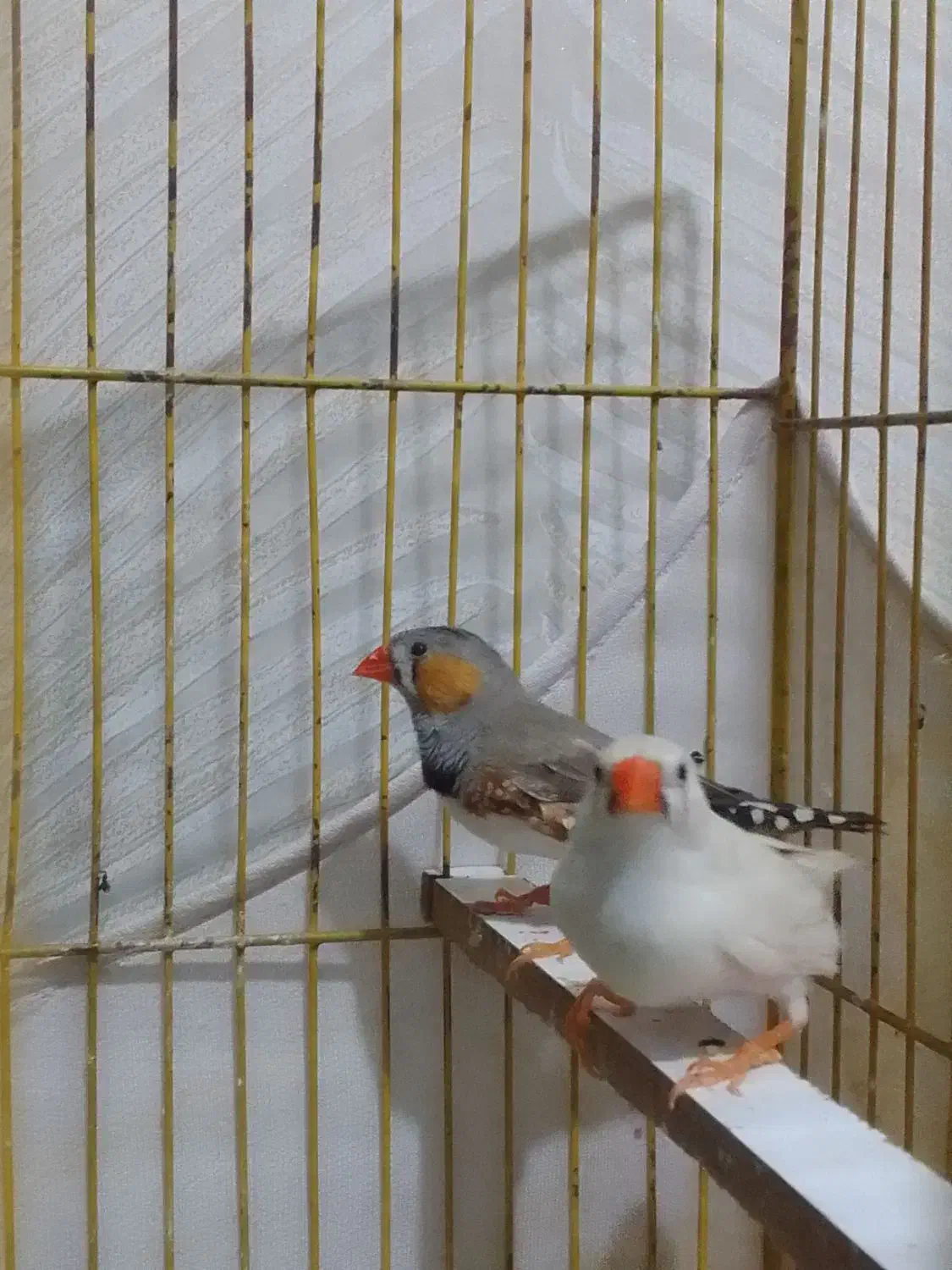 یک چفت فنچ مولد|پرنده|اندیشه, اندیشه فاز ۱|دیوار